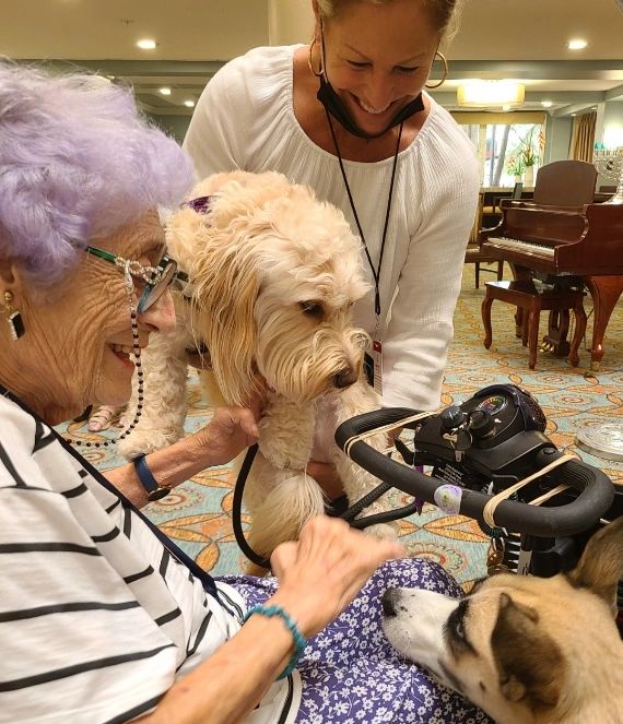 how do you train and certify a therapy dog