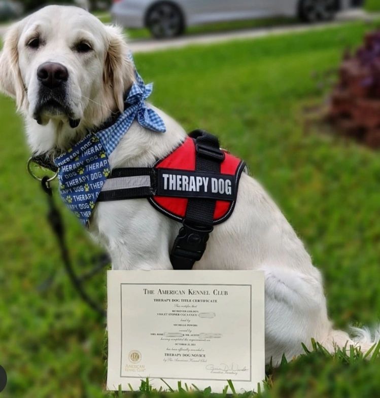 how do you train and certify a therapy dog