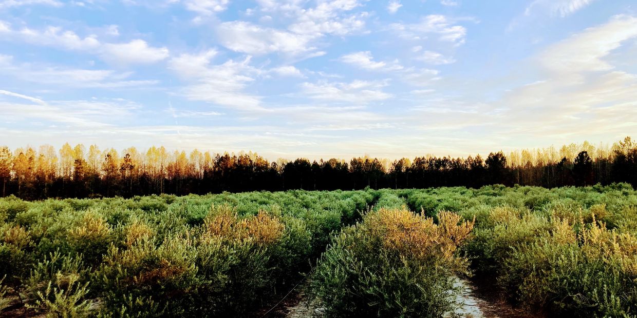 Woodpecker Trail Olive Farm Olive Grove