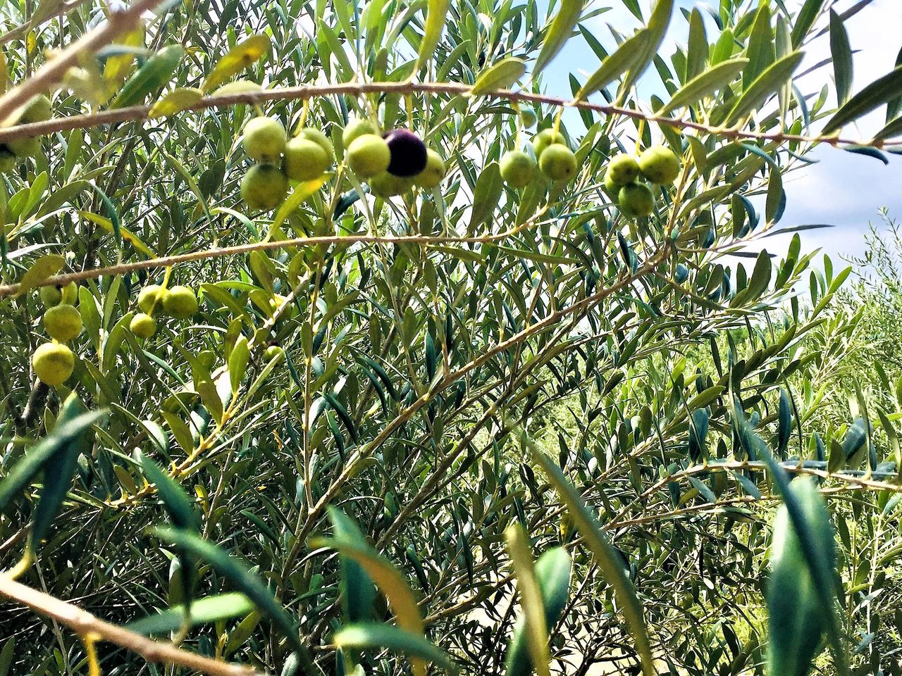 Cluster of Olives
