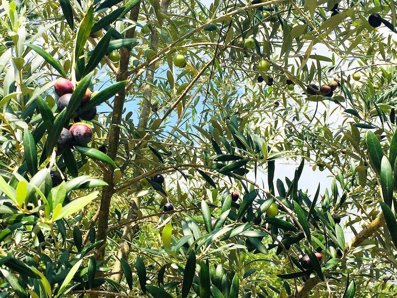 Ripening of Olives