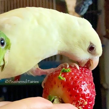 A creamino linnie eating a strawberry while sitting in hand.
