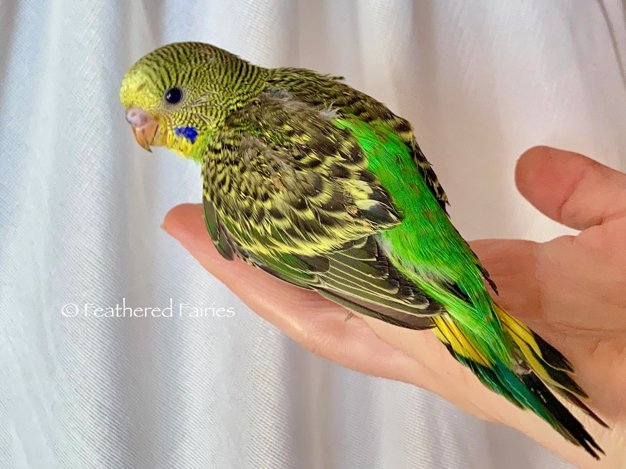 yellow green parakeet playing with toy
