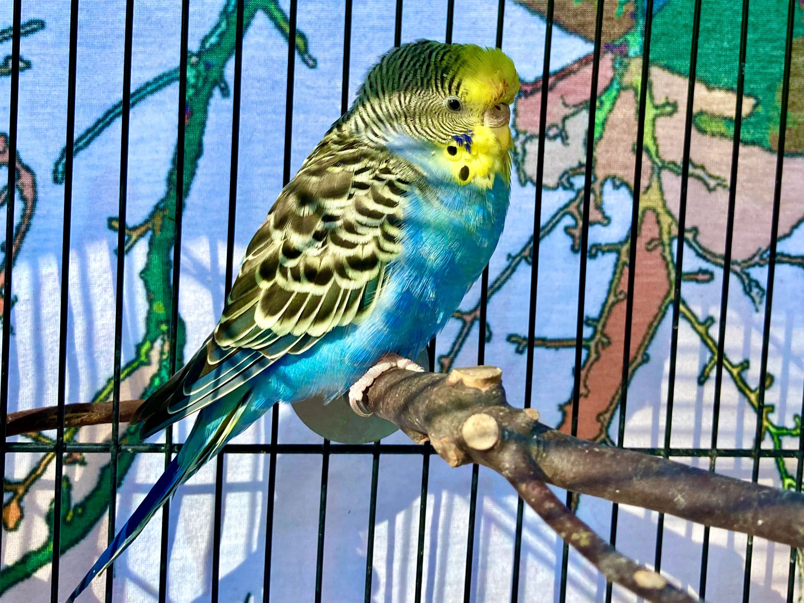 What is a Rainbow Budgie?