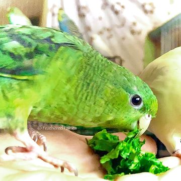 A dark green linnie eating spinach while sitting in hand.