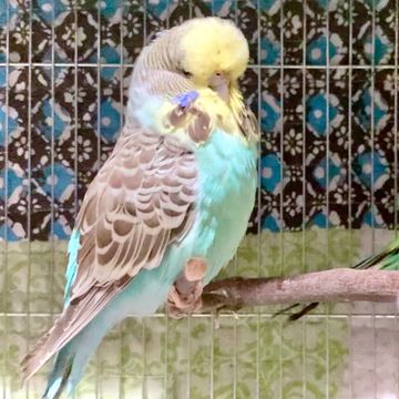 An extra fluffy yellow, blue, and cinnamon fathead English budgie sitting on a perch in cage.