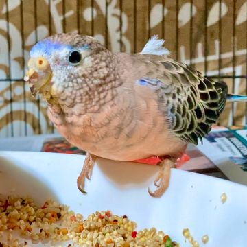 A normal bourkie male with a blue forehead sitting on the edge of a ceramic food dish eating seeds.