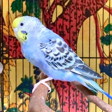 A yellowface blue-violet budgie hen sitting on a perch in a flight cage.