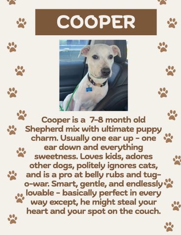 Cooper, a charming 7-8 month Shepherd mix puppy, loves belly rubs and kids.