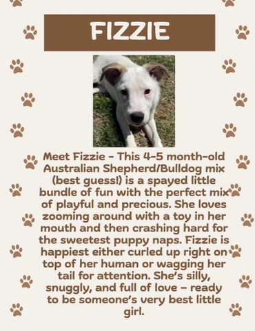 Meet Fizzie, a playful 4-5 month-old Australian Shepherd/Bulldog mix puppy full of love and energy.