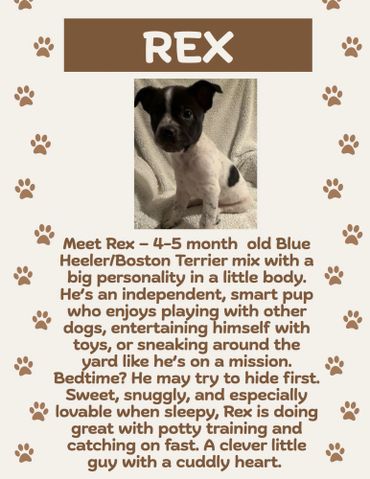 Rex, a smart 4-5 month old Blue Heeler/Boston Terrier mix puppy with a big personality and a cuddly heart.