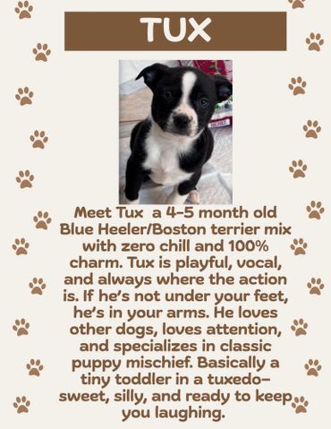 A playful Tux, a Blue Heeler/Boston terrier mix puppy, full of charm and energy.