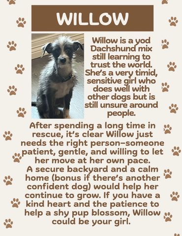 Willow, a timid Dachshund mix, seeks a patient and gentle home with a secure backyard.