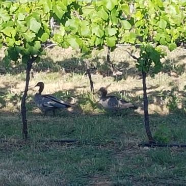 Ducks in the Pinot... mmm ...things a cook sees out the kitchen window.