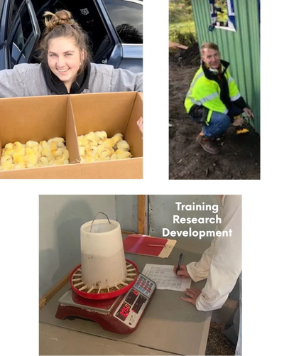 Girl with box of baby chicks, man constructing a building, Chicken feed testing.