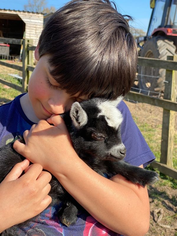 a child cuddling a baby goat