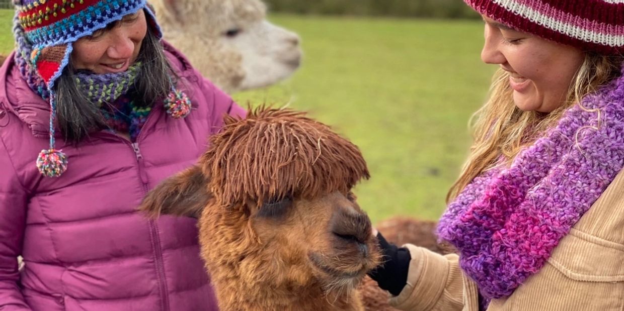 Two people enjoying interaction with an alpaca