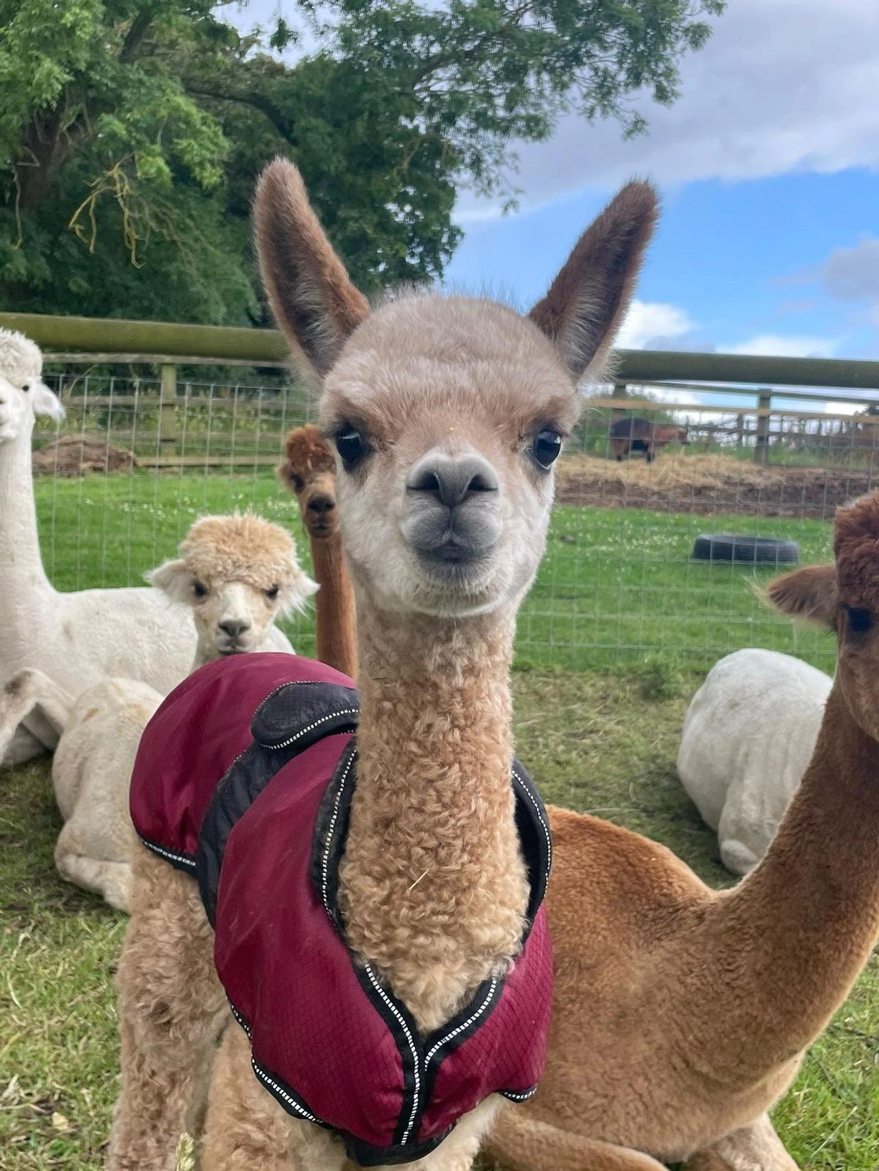 A young cute baby alpaca