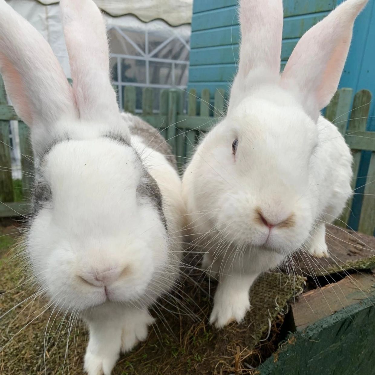 Two white giant rabbits