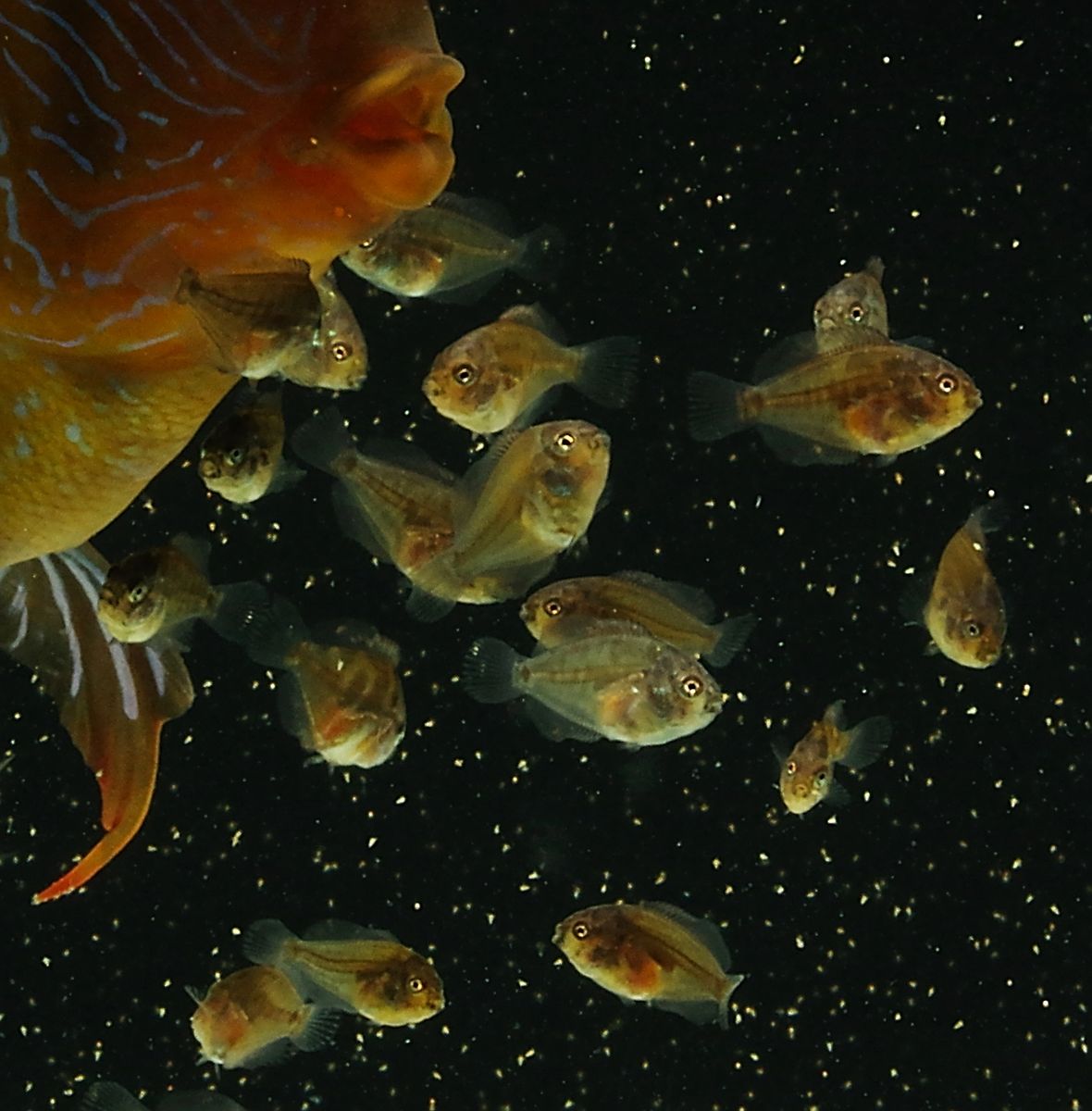 Fry Feeds and Baby Fish foods