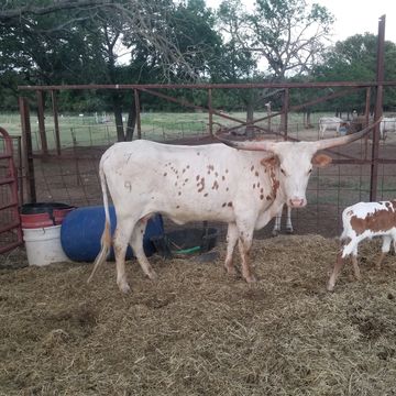 Miniature Texas Longhorns | Ashley Nicole Ranch