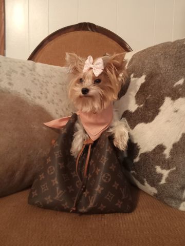 Tiny the Teacup Yorkie