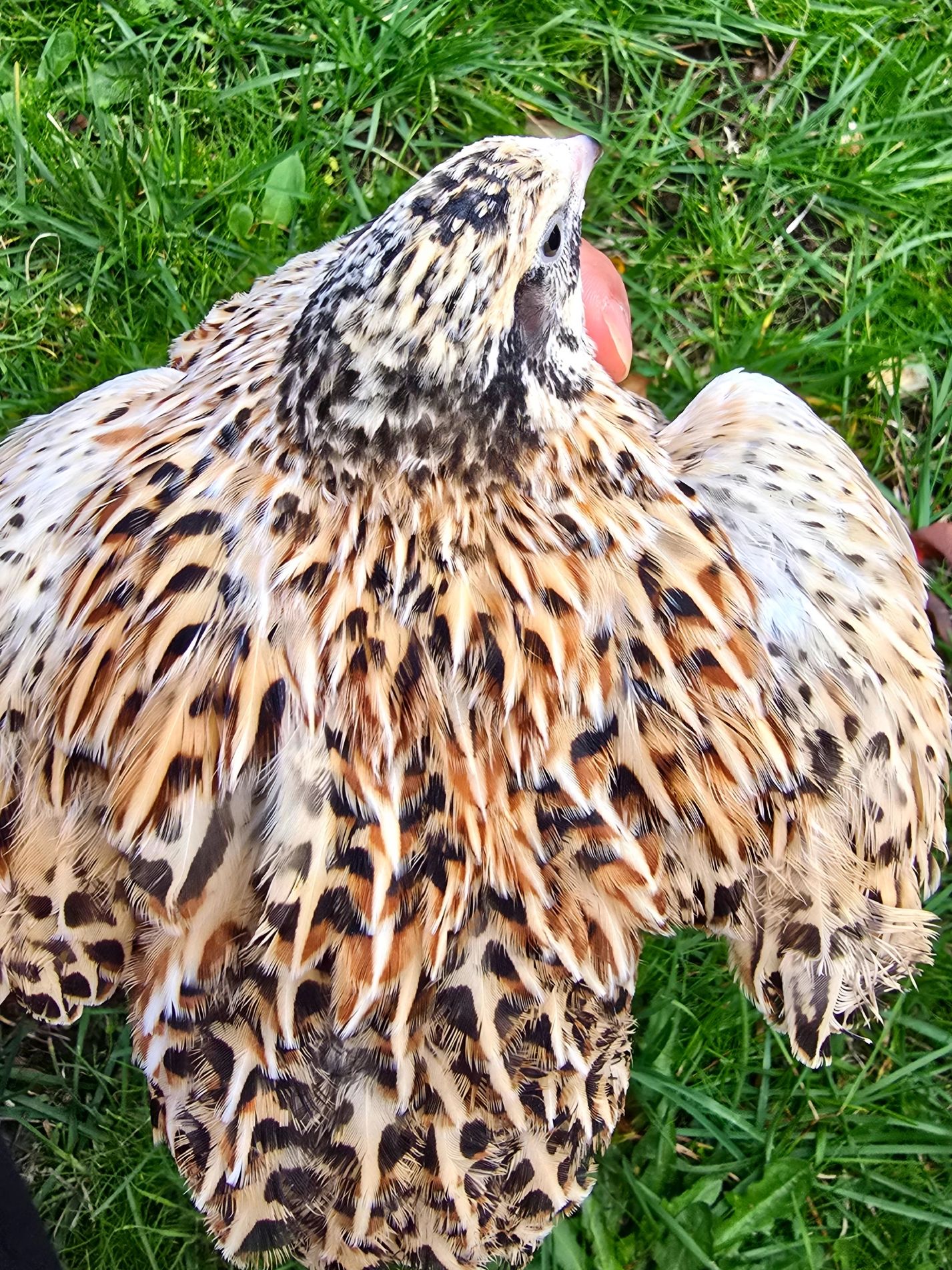 Close-up of a bird with intricate feather patterns.