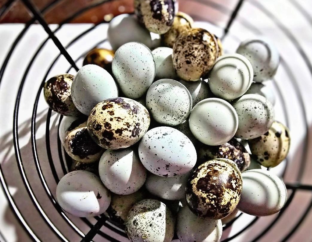 Speckled quail eggs in a basket.