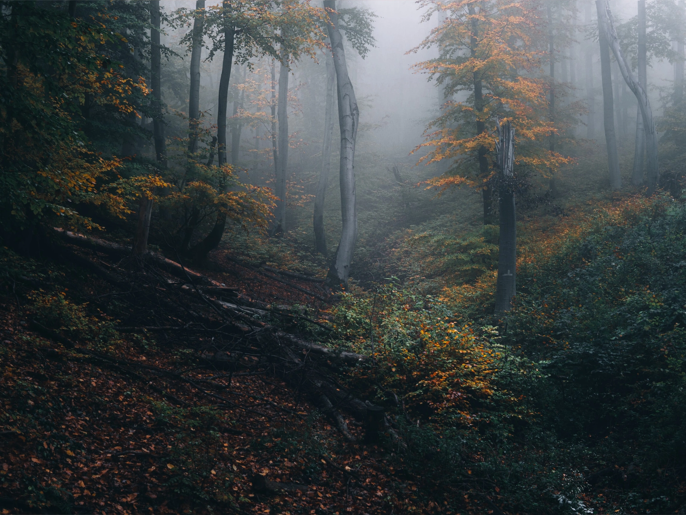 Beautiful forest scene