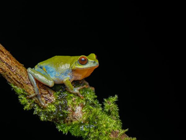 A colorful frog perched on a mossy branch against a black background.