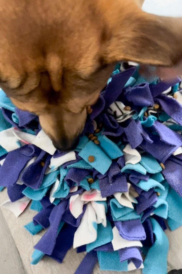 Make a Snuffle Mat for Your Dog - FOUR PAWS International - Animal Welfare  Organisation