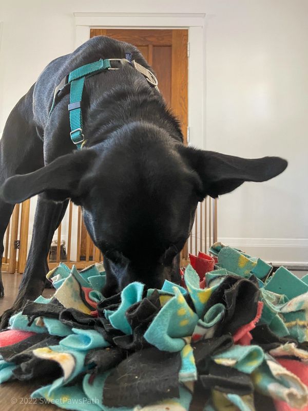 Snuffle Mats For Dogs: All You Need To Know (2022 Update)