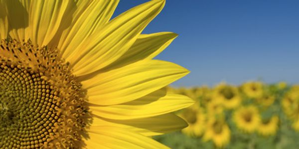 Close-up of a vibrant sunflower with a field of sunflowers and clear blue sky in the background.
