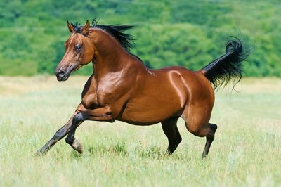 A brown horse galloping across a grassy field.