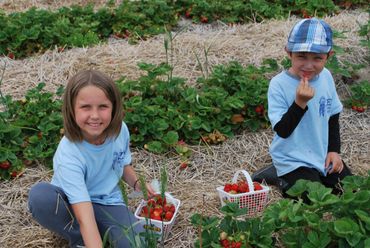 Strawberry Picking at Zen Summer Camp in Ottawa