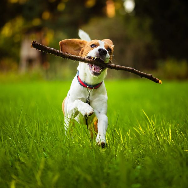 A dog running with a stick in his mouth