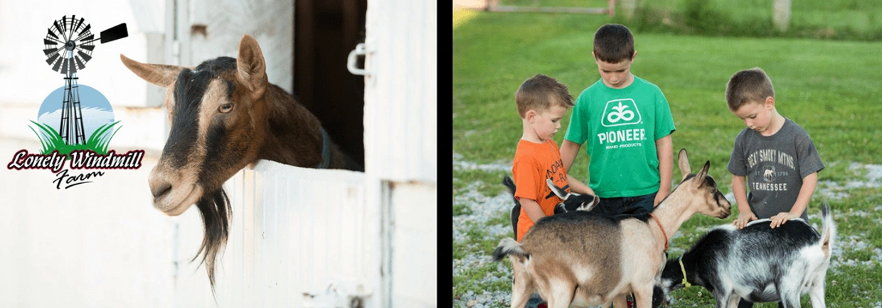 The Morford Family and their goats