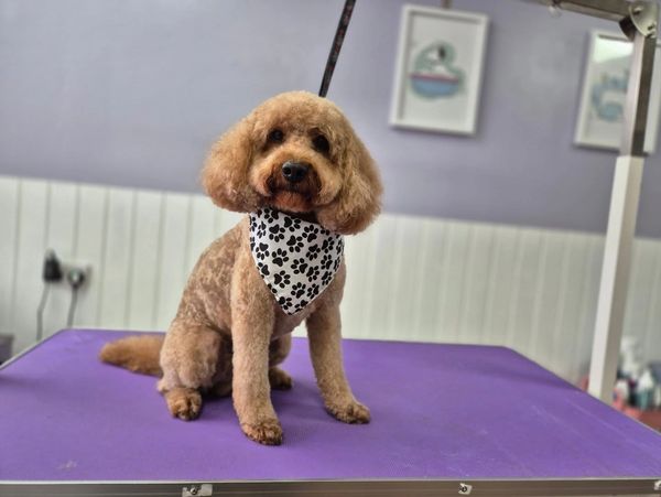 Cockapoo dog groomer