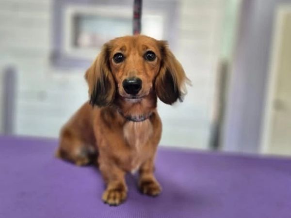 Daschund dog grooming