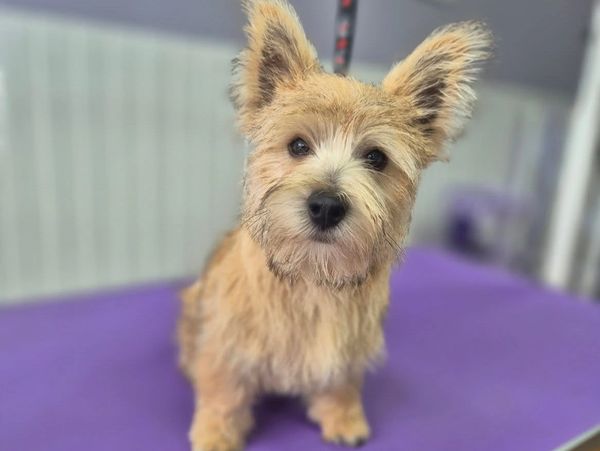 Puppy dog groomer Hexham