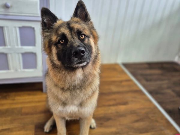 German Shepherd dog grooming
