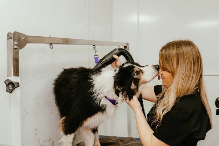 Hexham dog groomers