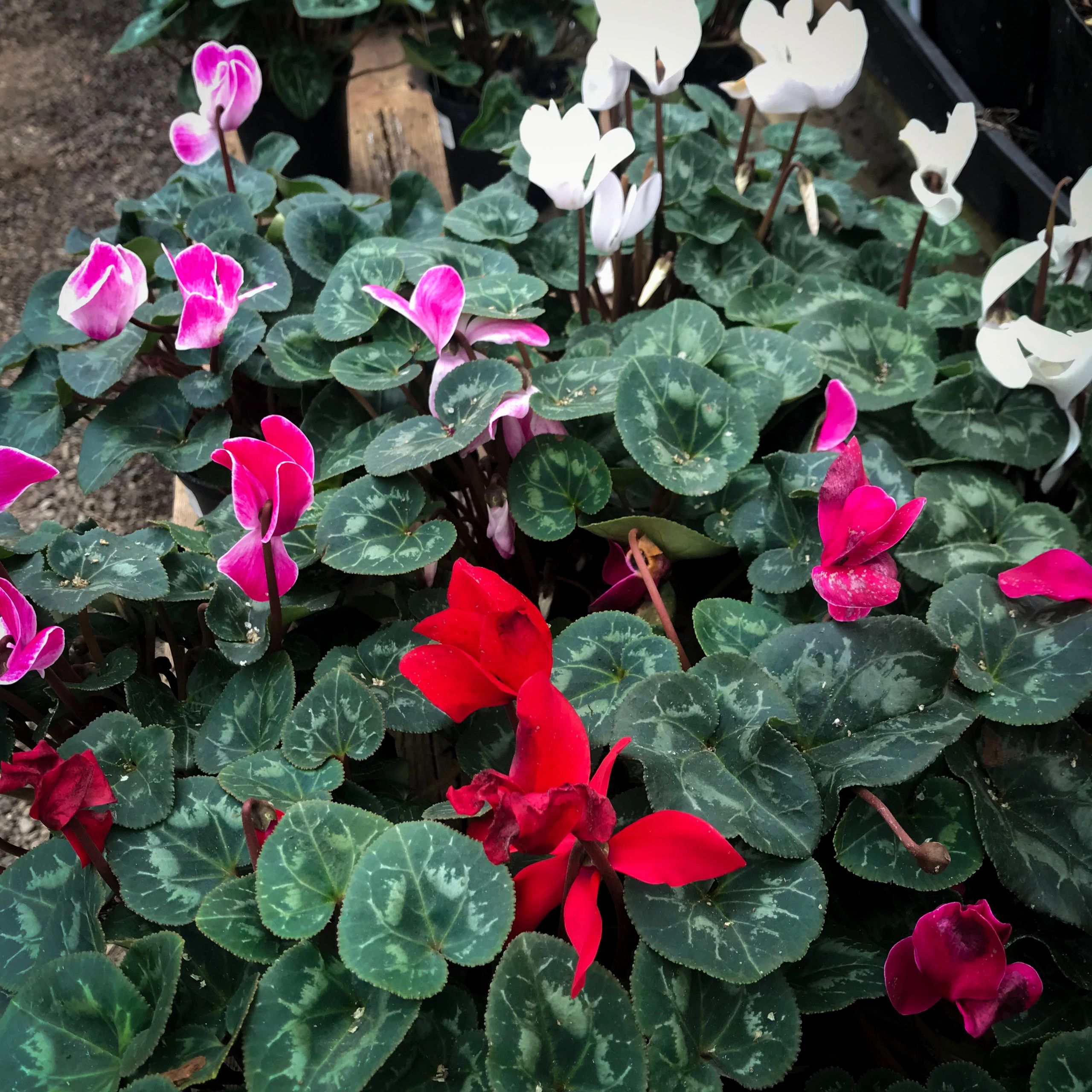 Hobart Farms Nursery Plant Nursery Maple Valley, Washington