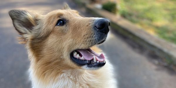 Close-up of a happy dog looking upwards outdoors.