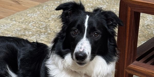 Black and white Border Collie looking attentively indoors.
