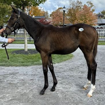 By CATHOLIC BOY - Stormy Salute (Stormy Atlantic)
Catholic Boy -Black-type winner 