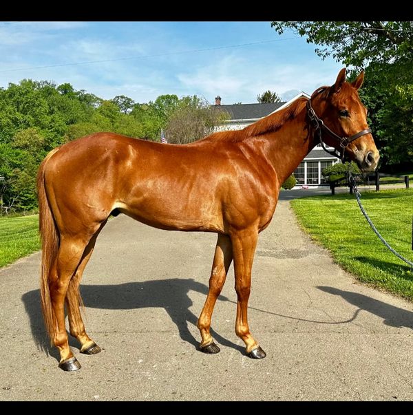 Rockin Hot Amadeus
Latent Heat - Rockin Royalty
