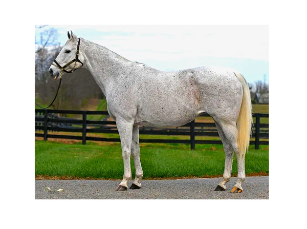 Malibu Beach
Tapit - McGaskill by Copelan
