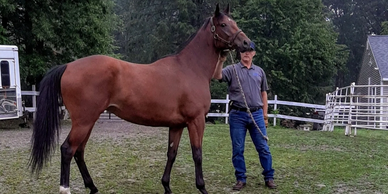 Sky Mesa-
Beautiful, powerful mare who ran once and won. In foal to "Smarty Jones" for a 2022 foal.