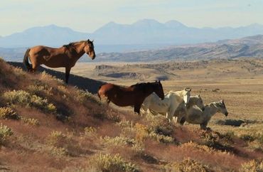 High country trail rides working cattle, or through the forest, lake or river with WildWestX.com